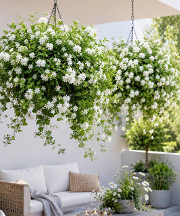 solanium jasminoides