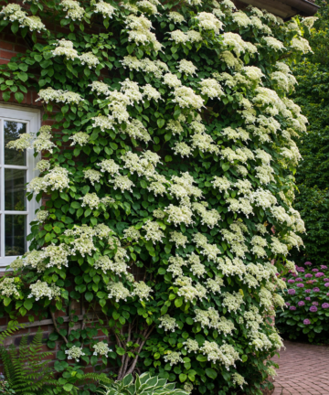 hortenzia popínavá