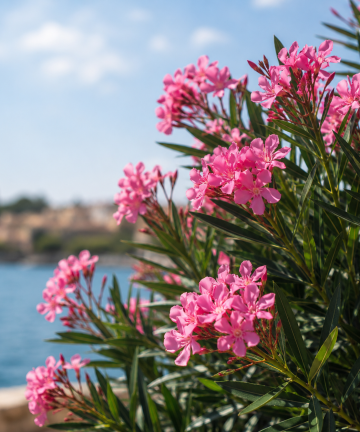 oleander