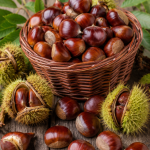 Gaštan jedlý – Castanea sativa