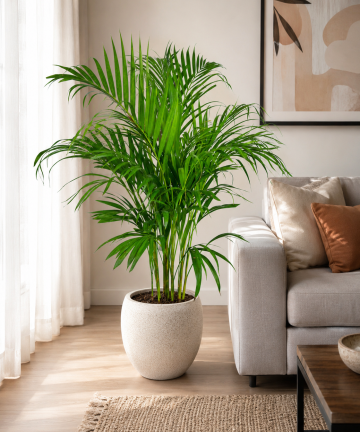 Areková palma - Dypsis lutescens