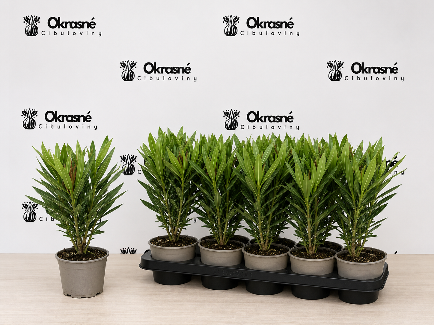 oleander oleander