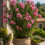 Oleander - Nerium oleander 30 cm