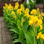 Kana žltá Yellow