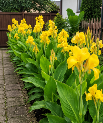 Kana žltá Yellow