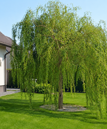salix pokrutena