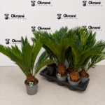 Cykas japonský (Cycas revoluta) 30-40 cm