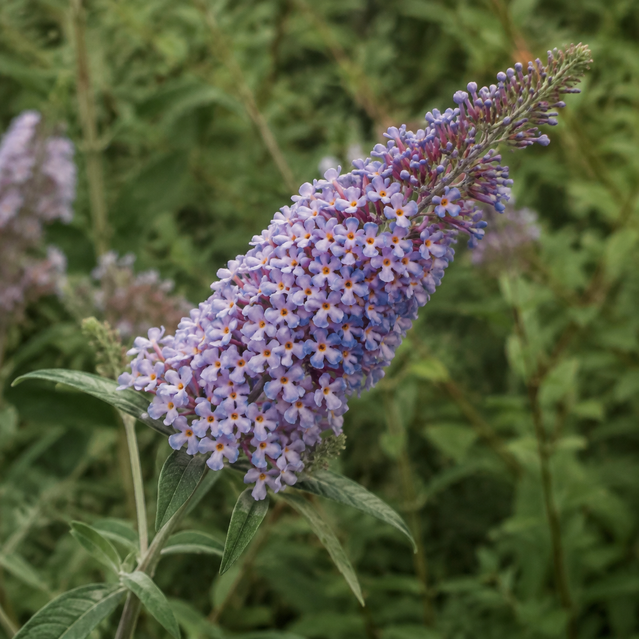 buddleja-davidii-sweetheart-02