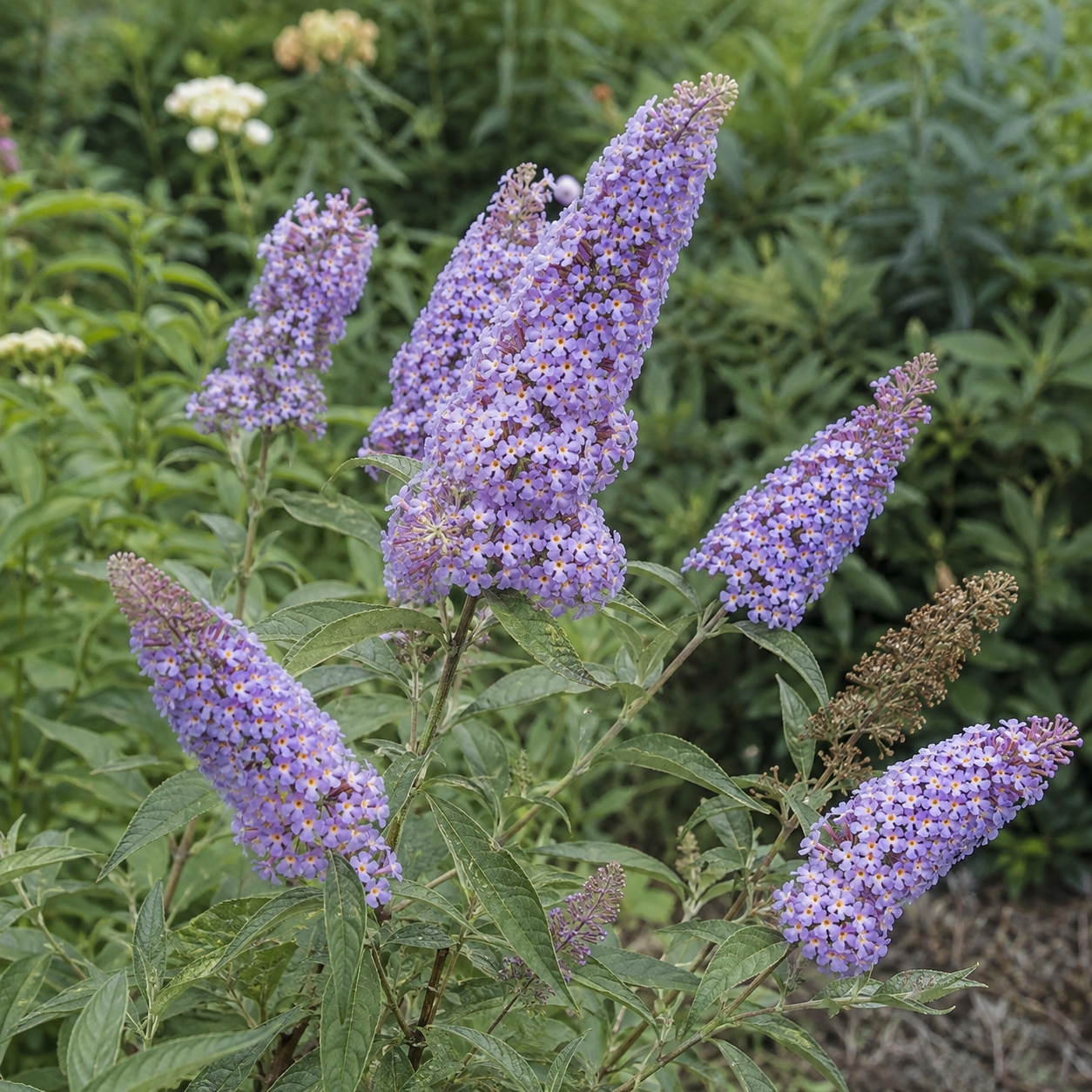 buddleja-davidii-sweetheart-04