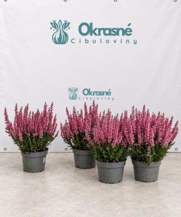 Vres Michelle v kvetináči Ø 12 cm – Calluna vulgaris 'Michelle'