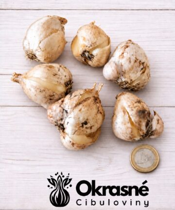 Cibule okrasného cesnaku Summer Drummer, veľkosť 12/14
