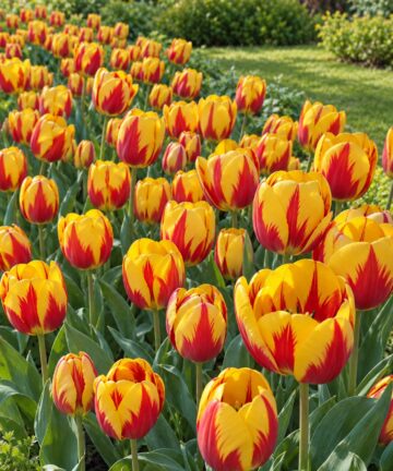 Záhon žlto-červených tulipánov Banja Luka v plnom kvete