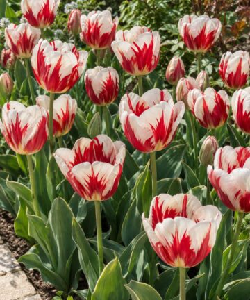 Biele kvety tulipánu Happy Generation s výraznými červenými plameňmi v jarnom záhone