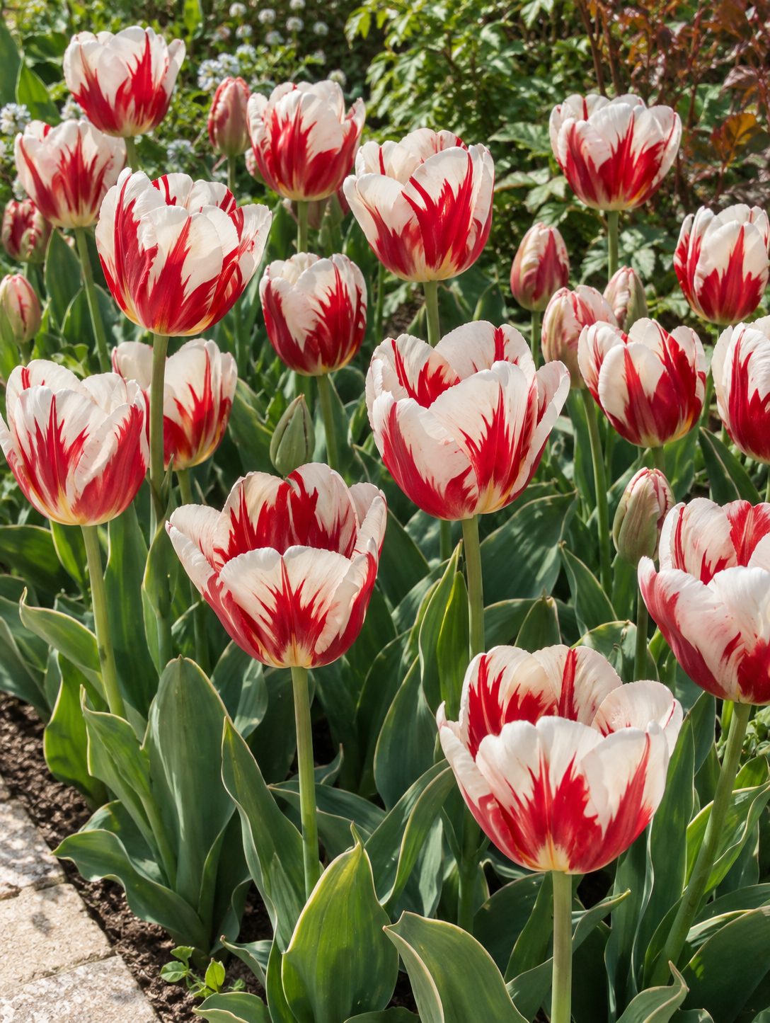 Tulipán Happy Generation – bielo-červené kvety Biele kvety tulipánu Happy Generation s výraznými červenými plameňmi v jarnom záhone
