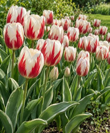 Detail bielo-červených žíhaných kvetov tulipánu Happy Generation