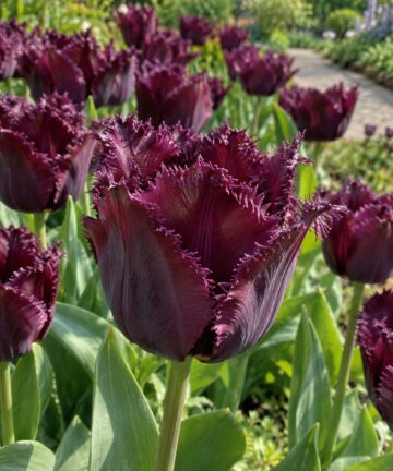 Detail tmavofialového kvetu tulipánu Purple Crystal s jemne strapkatými okrajmi lupienkov