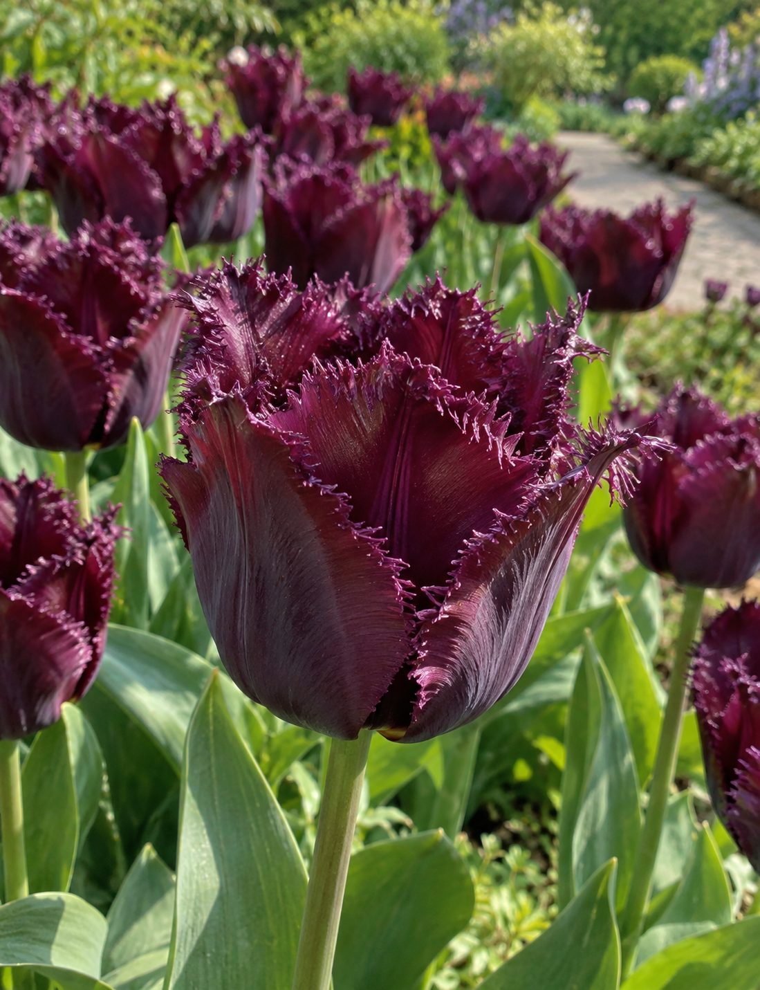 Tulipán Purple Crystal – detail kvetu Detail tmavofialového kvetu tulipánu Purple Crystal s jemne strapkatými okrajmi lupienkov