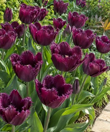 Strapkaté tmavofialové kvety tulipánu Purple Crystal v jarnom záhone