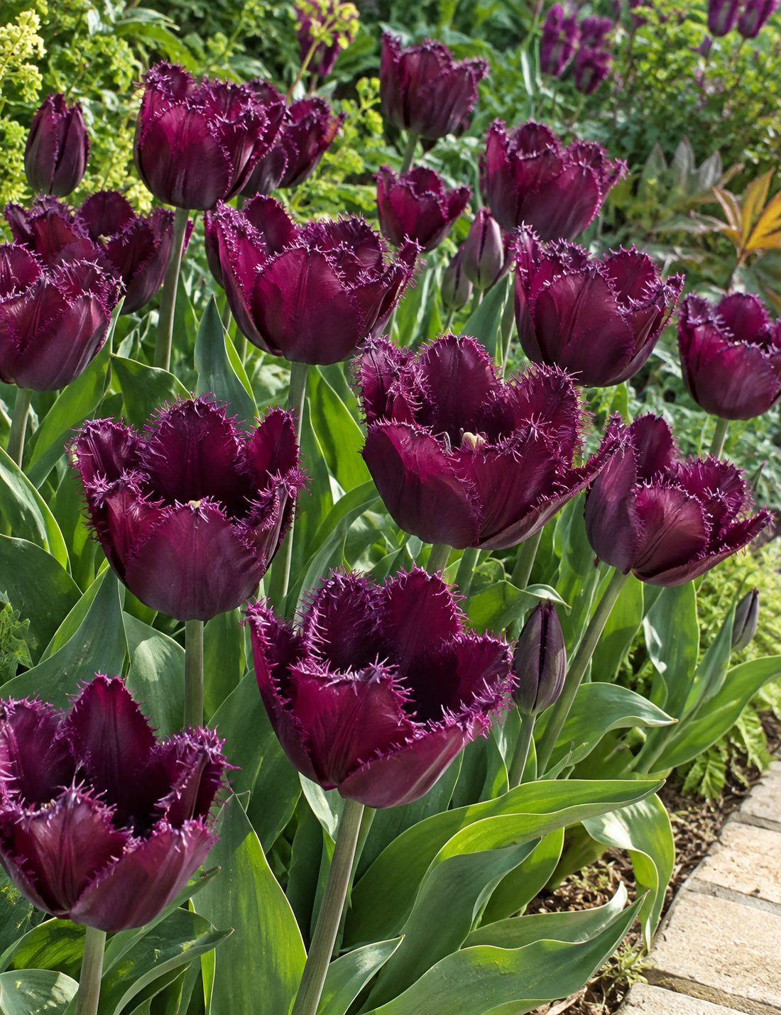 Tulipán Purple Crystal – strapkaté tmavofialové kvety Strapkaté tmavofialové kvety tulipánu Purple Crystal v jarnom záhone