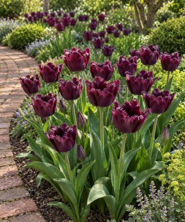 Výsadba tulipánov Purple Crystal v záhone pri tehlovom chodníku