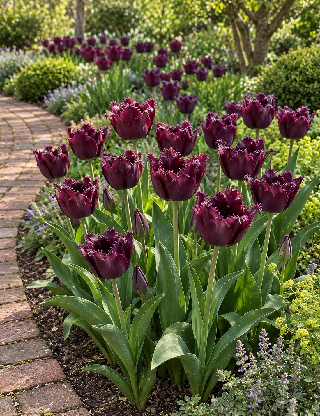 Tulipán Purple Crystal v záhone pri tehlovom chodníku Výsadba tulipánov Purple Crystal v záhone pri tehlovom chodníku